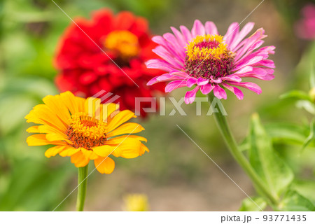 #ダリア ♯花 ♯テンジクボタン ♯花畑 ♯ダリアの花畑 #ダリア ♯花 ♯テンジクボタン ♯花畑 ♯ダリアの花畑 93771435