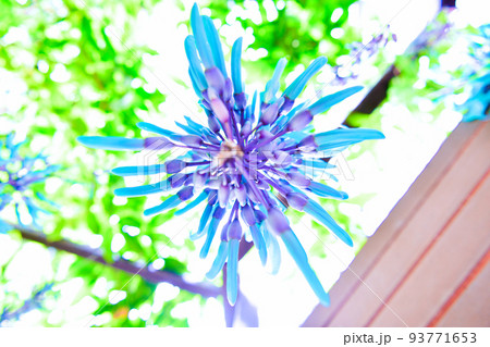 翡翠葛(ヒスイカズラ)の花 翡翠葛(ヒスイカズラ)の花 93771653