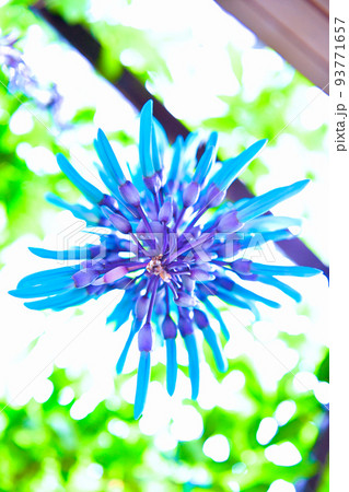 翡翠葛（ヒスイカズラ）の花 93771657