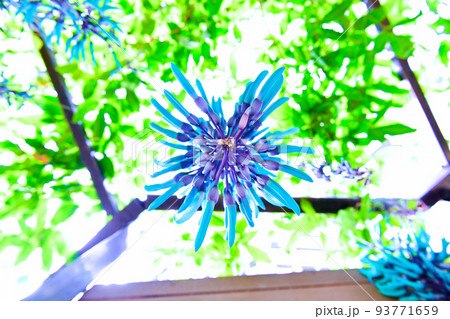 翡翠葛（ヒスイカズラ）の花 93771659