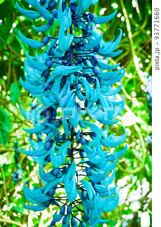 翡翠葛（ヒスイカズラ）の花の写真素材 [93771660] - PIXTA