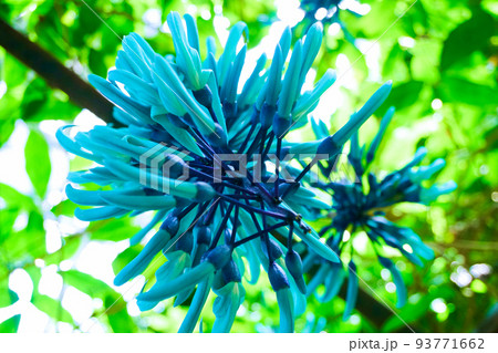 翡翠葛（ヒスイカズラ）の花 93771662