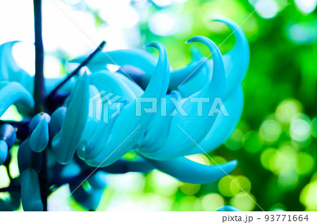 翡翠葛(ヒスイカズラ)の花 翡翠葛(ヒスイカズラ)の花 93771664