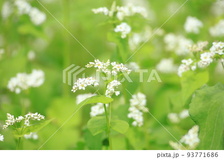 蕎麦の花畑 蕎麦の花畑 93771686