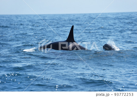 知床の海を泳ぐシャチの群れ(北海道・羅臼) 知床の海を泳ぐシャチの群れ(北海道・羅臼) 93772253