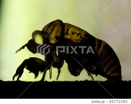 蝉の抜け殻 蝉の抜け殻 93772365