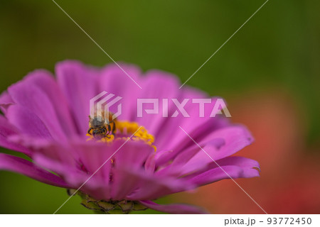 #ダリア ♯花 ♯テンジクボタン ♯ミツバチ ♯蜜蜂 ♯みつばち ♯ピンクのダリア #ダリア ♯花 ♯テンジクボタン ♯ミツバチ ♯蜜蜂 ♯みつばち ♯ピンクのダリア 93772450