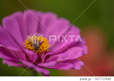 #ダリア　♯花　♯テンジクボタン　♯ミツバチ　♯蜜蜂　♯みつばち　♯ピンクのダリア 93772480