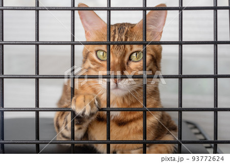 The muzzle of a sad cat is visible through the bars of the pet shelter. The muzzle of a sad cat is visible through the bars of the pet shelter. 93772624