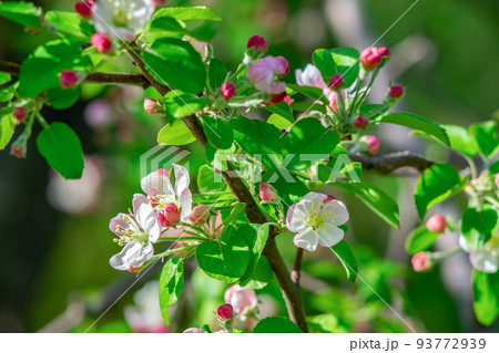 blooming pink apple blossoms on a green background blooming pink apple blossoms on a green background 93772939