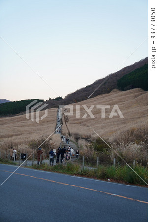 箱根仙石原:すすきの原 箱根仙石原:すすきの原 93773050