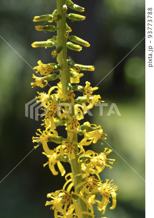 Wilsons leopard plant Wilsons leopard plant 93773788
