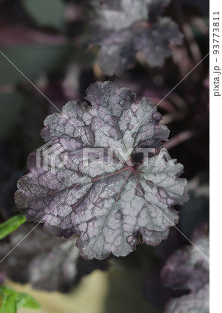 Coral Bells Huckleberry Coral Bells Huckleberry 93773811