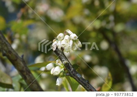 Blueberry Brigitta Blue 93773812