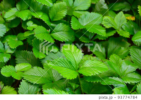 ワイルドストロベリー 93774784