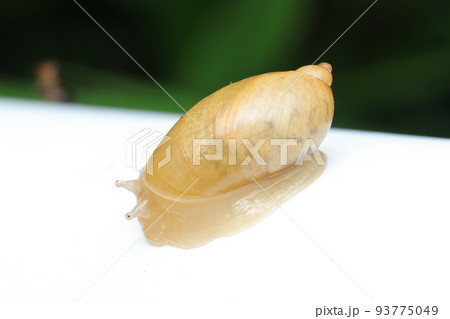 オカモノアラガイの一種 オカモノアラガイの一種 93775049