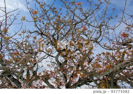 世界遺産 本離宮二条城 二の丸庭園 桜 世界遺産 本離宮二条城 二の丸庭園 桜 93775082