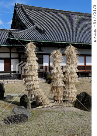 世界遺産 本離宮二条城 二の丸庭園 蘇鉄 世界遺産 本離宮二条城 二の丸庭園 蘇鉄 93775178