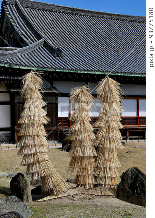 世界遺産　本離宮二条城　二の丸庭園　蘇鉄 93775180