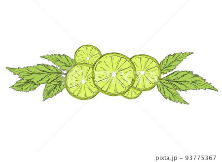 Bergamot and mint vector stock illustration. Peel and leaves of green citrus and bergamot flowers. For labels, packaging: tea with aromatic oil Spa. The bergamot fruit cut in half is highlighted on a Bergamot and mint vector stock illustration. Peel and leaves of green citrus and bergamot flowers. For labels, packaging: tea with aromatic oil Spa. The bergamot fruit cut in half is highlighted on a 93775367