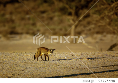 Bat-eared fox in Kgalagadi transfrontier park, South Africa Bat-eared fox in Kgalagadi transfrontier park, South Africa 93775490