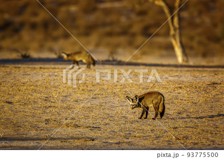 Bat-eared fox in Kgalagadi transfrontier park, South Africa 93775500