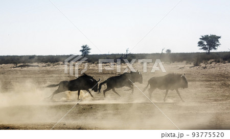 Blue wildebeest in Kgalagadi transfrontier park, South Africa 93775520