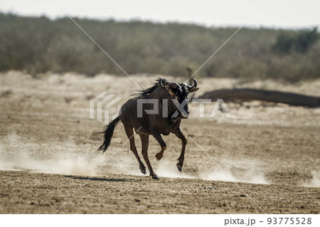 Blue wildebeest in Kgalagadi transfrontier park, South Africa Blue wildebeest in Kgalagadi transfrontier park, South Africa 93775528