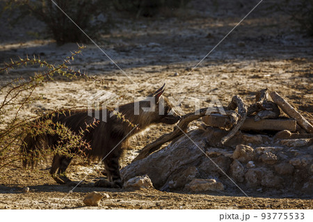 brown hyena in Kgalagadi transfrontier park, South Africa 93775533