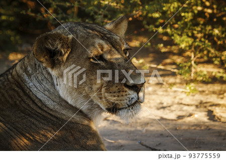 African lion in Kgalagadi transfrontier park, South Africa 93775559
