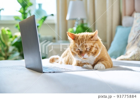 Sleepy ginger cat lying at home on bed with laptop Sleepy ginger cat lying at home on bed with laptop 93775884