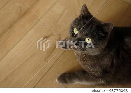 British cat lying on the floor at home. British shorthair breed portrait 93776098