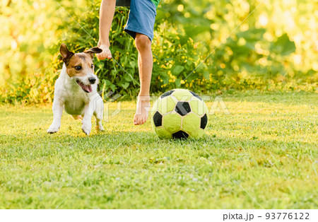 Family with dog playing football (soccer) recreationally at backyard lawn on sunny summer day 93776122