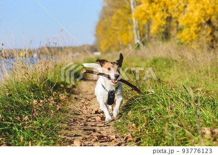 Funny dog running along hiking trail playing with wooden stick on sunny autumn day Funny dog running along hiking trail playing with wooden stick on sunny autumn day 93776123