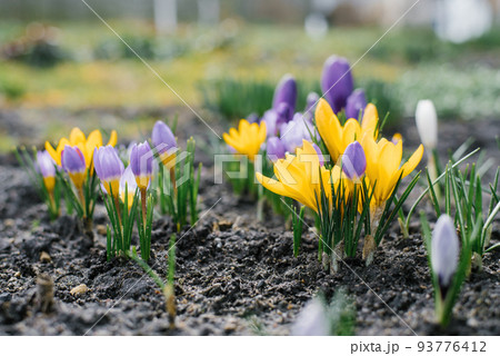 Bright tender spring flowers crocuses grow in the garden on a Sunny day. Selective focus 93776412