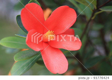 お茶の花 ツバキの花 椿の葉 93776424
