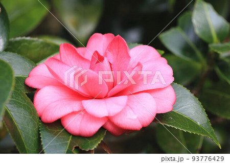 つばき カメリア ツバキ属 93776429