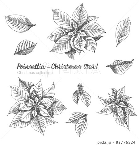 Set of hand drawn sketch Christmas poinsettia flowers. Vintage style. Traditional christmas decoration. For design holiday card, invitation, poster, banner. 93776524