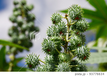 Ricinus communis, the castor bean or castor oil plant, is a species of perennial flowering plant in the spurge family, Euphorbiaceae. 93776634