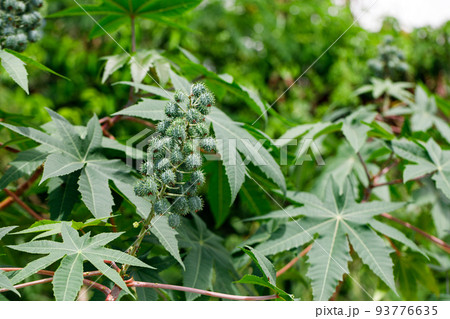 Ricinus communis, the castor bean or castor oil plant, is a species of perennial flowering plant in the spurge family, Euphorbiaceae. 93776635