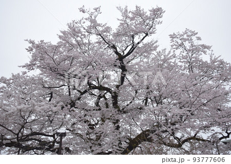 しだれ桜 93777606
