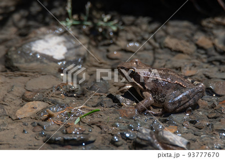 Close-up of long-legged wood frog or Rana macrocnemis Close-up of long-legged wood frog or Rana macrocnemis 93777670