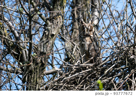 Long eared owl or Asio otus perches on its nest 93777672