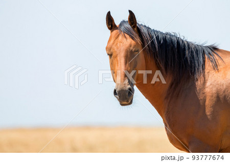 Close-up portrait of wild stallion in summer steppe Close-up portrait of wild stallion in summer steppe 93777674