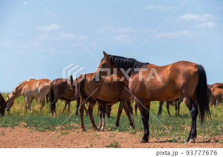 Heard of wild horses or mustangs in summer steppe 93777676