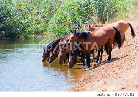 Herd of wild horses drink water in steppe 93777682
