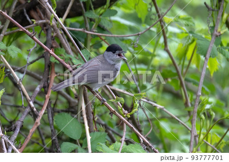 Perching male Eurasian blackcap or Sylvia atricapilla 93777701