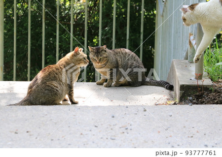 二匹でいて近付いてきた猫に視線を送る一緒にいた猫を睨みつける猫三匹の関係 二匹でいて近付いてきた猫に視線を送る一緒にいた猫を睨みつける猫三匹の関係 93777761