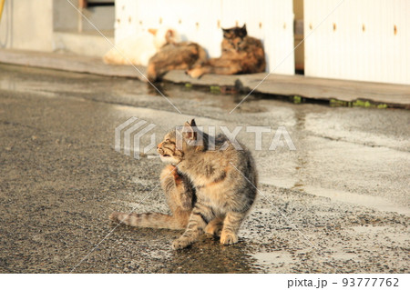 キジトラ猫が一匹だけ濡れた道路に座り込んで後ろ足でくびを掻こうとしてる姿 93777762
