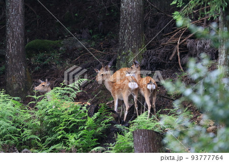 山のふもとに降りてきた野生の鹿の親子連れ 山のふもとに降りてきた野生の鹿の親子連れ 93777764